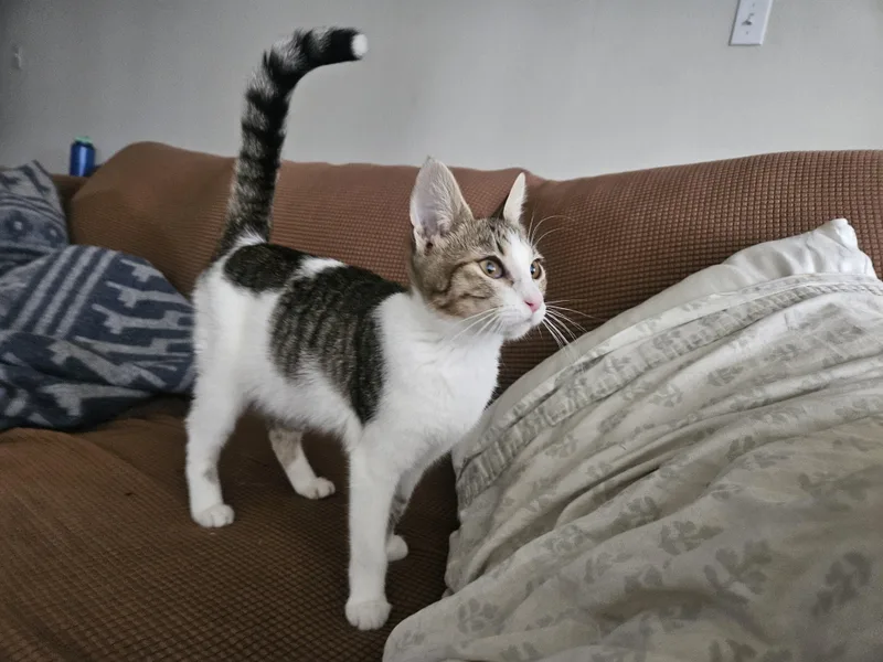 String Bean thumbnail 4