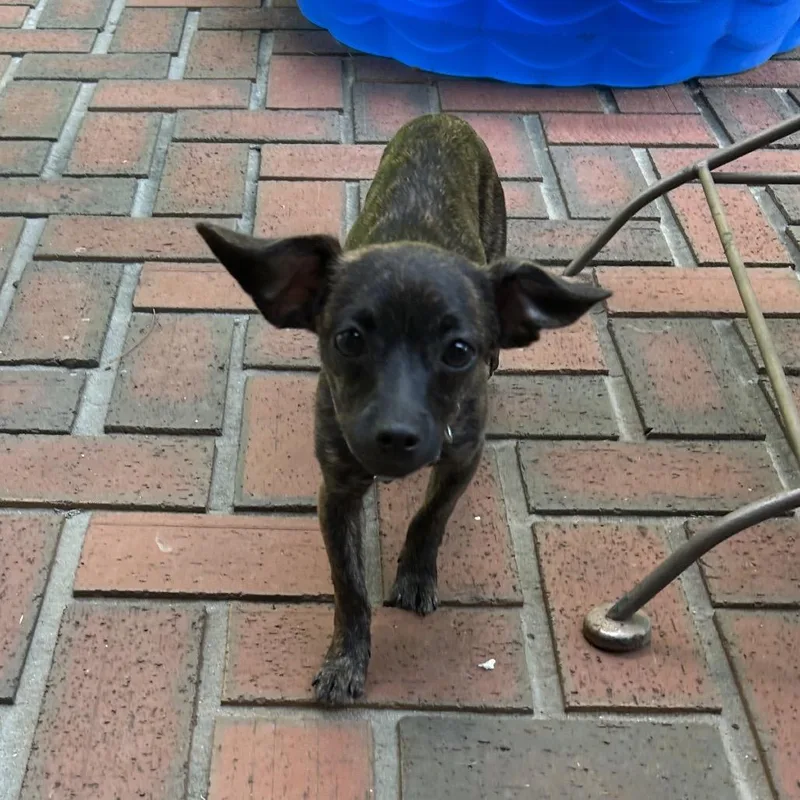 A baby medium-sized female Brindle Mixed Breed dog named Peggy for adoption in Brownsboro, AL