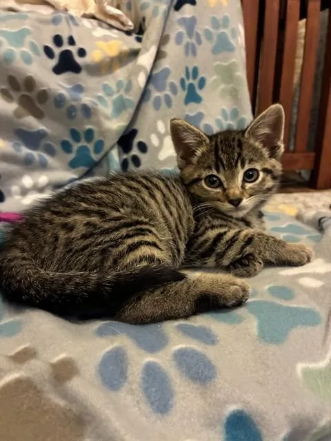A baby small-sized female Domestic Short Hair cat named Queen for adoption in Colorado Springs, CO