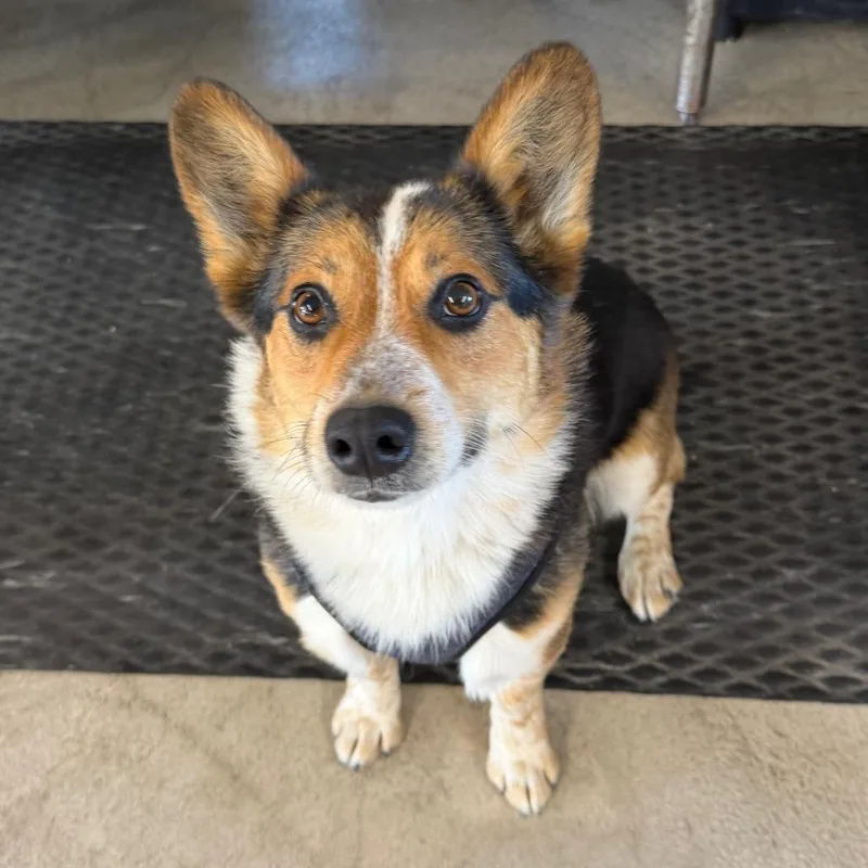 An adult small-sized male Apricot / Beige Cardigan Welsh Corgi dog named Stanley for adoption in Spanish Fork, UT