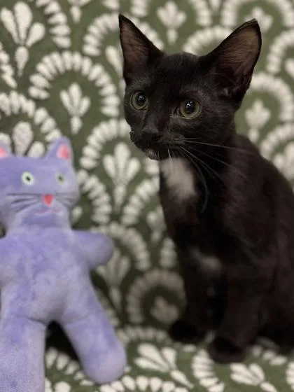A baby small-sized male Domestic Short Hair cat named Sweet Pea $ @ for adoption in Seneca, SC