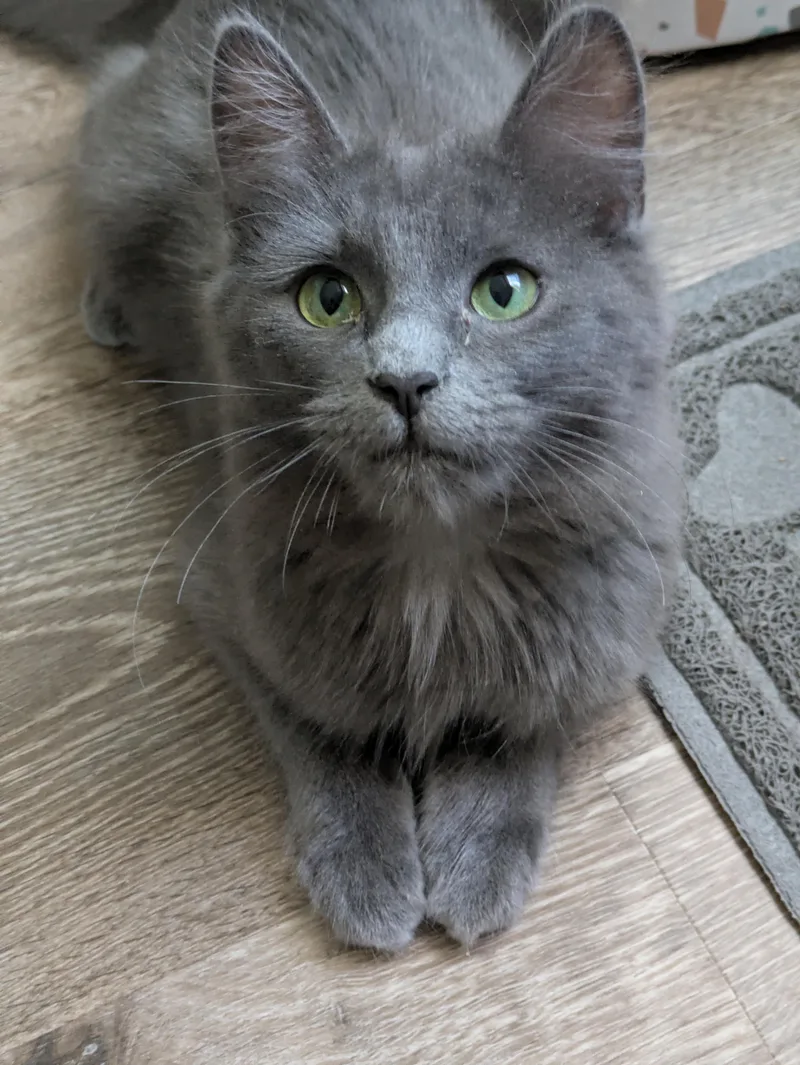 A young medium-sized female Gray / Blue / Silver Domestic Long Hair cat named Elphie for adoption in Walnut, CA