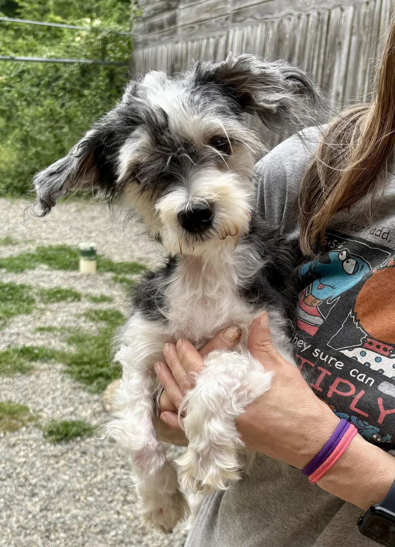 A young small-sized female Black Poodle dog named Myrtle for adoption in Warren, NJ
