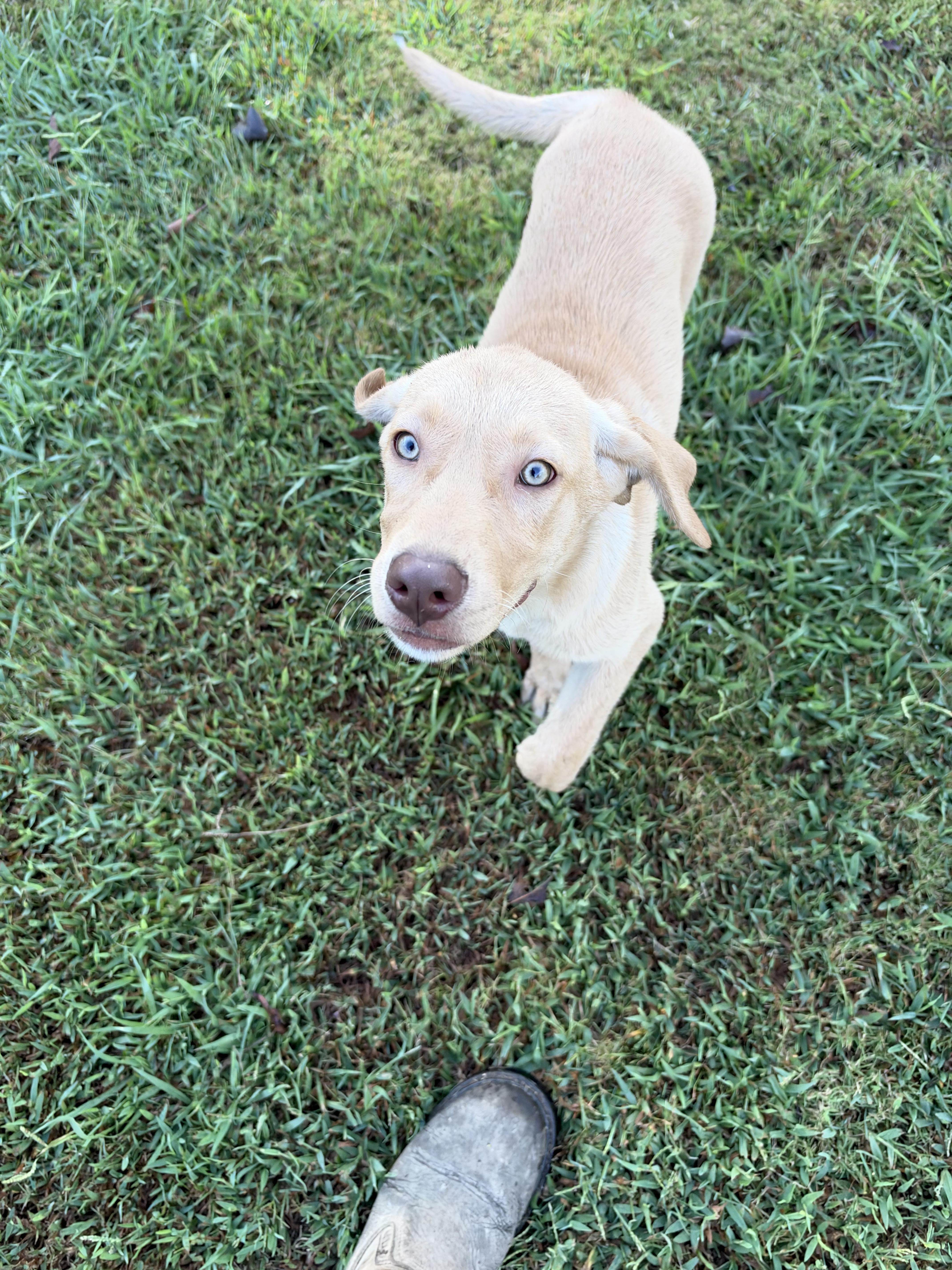 A baby medium-sized female Labrador Retriever dog named Sophie for adoption in Pembroke, MA