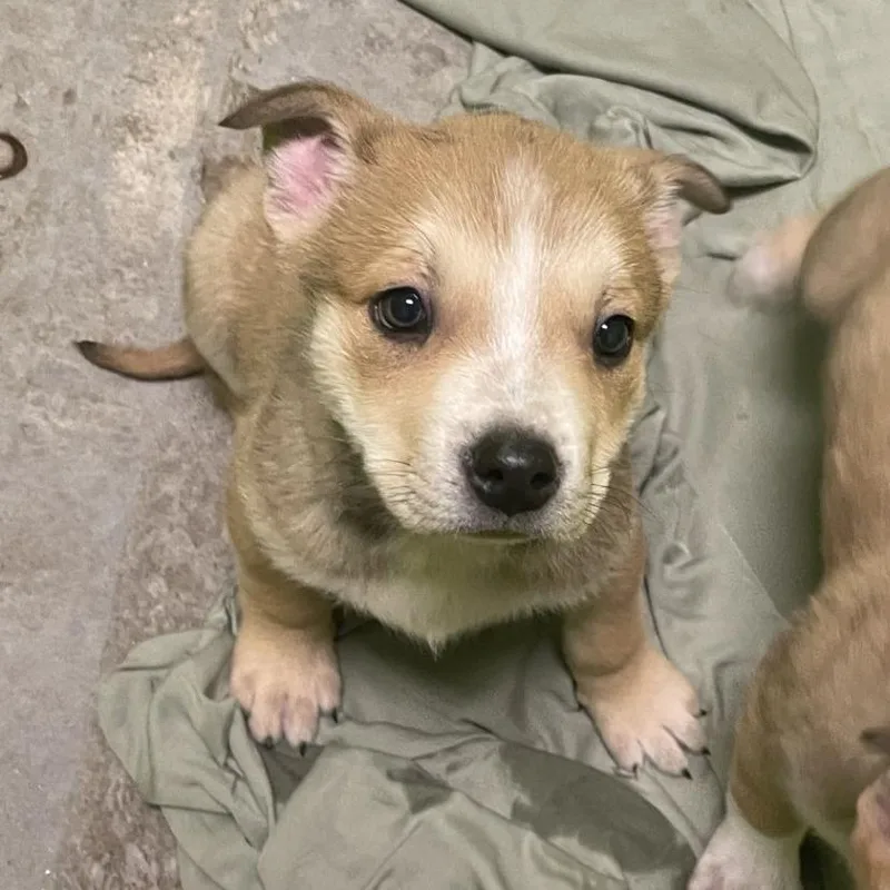 A baby medium-sized male Yellow / Tan / Blond / Fawn Terrier dog named Hedgehog for adoption in Spokane, WA