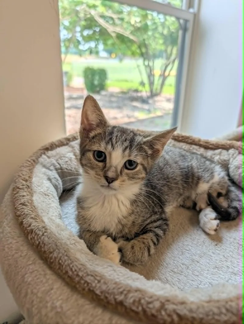 A baby medium-sized female Tabby (Brown / Chocolate) Domestic Short Hair cat named Misty for adoption in Chambersburg, PA