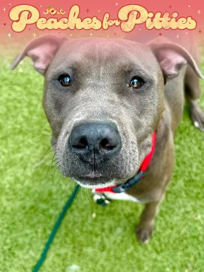An adult large-sized female Gray / Blue / Silver Mixed Breed dog named The Inspector for adoption in Wichita, KS