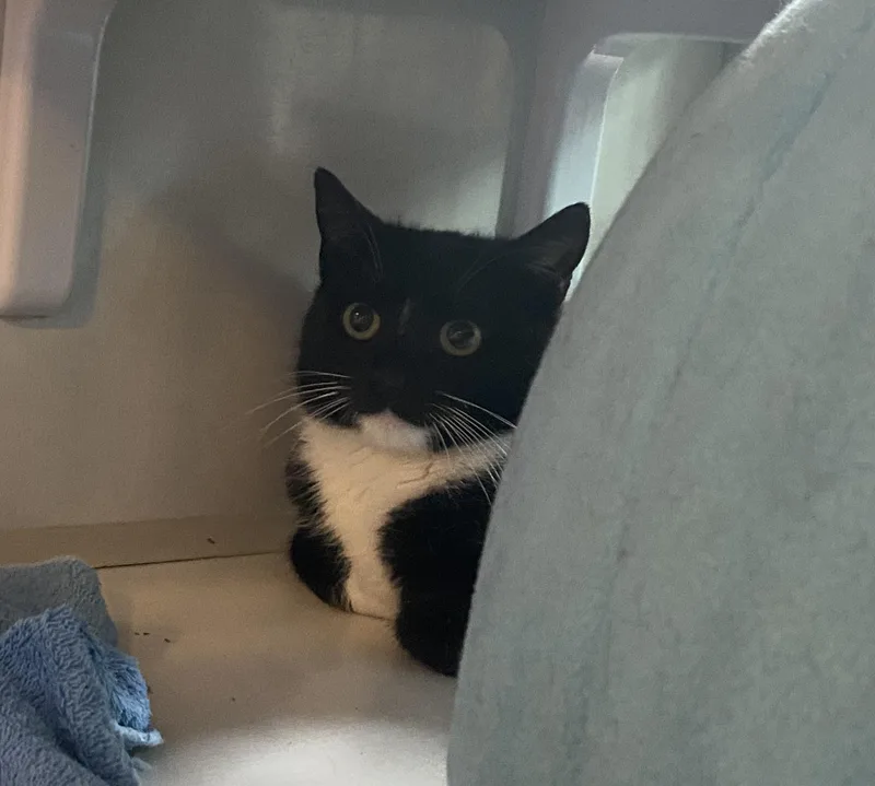 An adult medium-sized female Black & White / Tuxedo Domestic Short Hair cat named Amherst for adoption in Salisbury, MA
