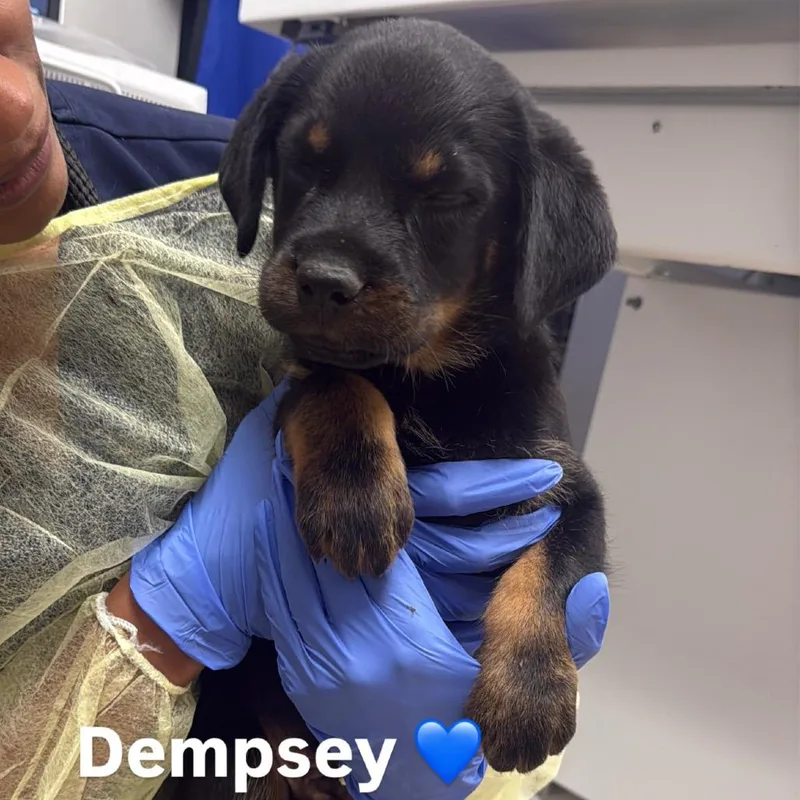 A baby small-sized male Black Rottweiler dog named Dempsey A for adoption in Mission Hills, CA