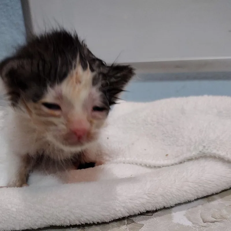 A baby small-sized female White Domestic Medium Hair cat named Sophie the Horse for adoption in Suisun City, CA