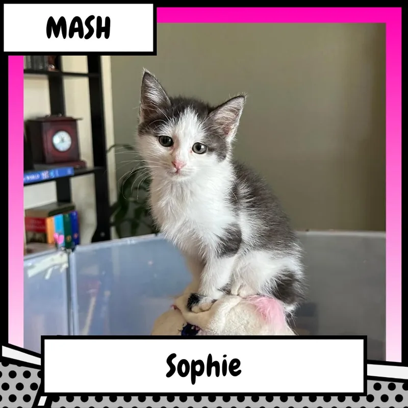 Sophie  the Horse thumbnail 4