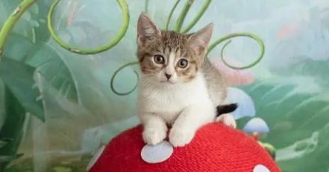 A baby small-sized female Gray & White Domestic Short Hair cat named Asher for adoption in WARNER ROBINS, GA