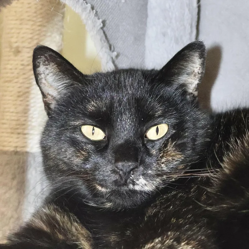 An adult medium-sized female Domestic Short Hair cat named Torterella for adoption in Briarcliff Manor, NY