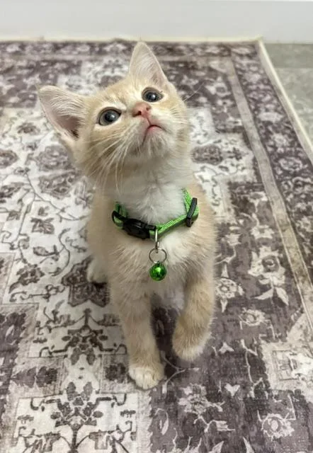 A baby small-sized male Buff & White American Shorthair cat named Murph for adoption in Maitland, FL