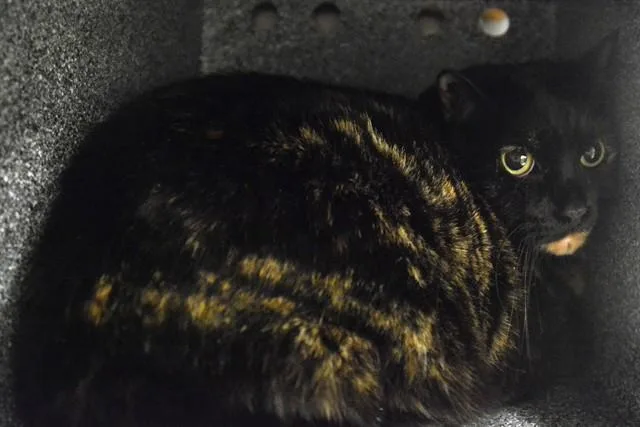 An adult medium-sized female Domestic Short Hair cat named Coco for adoption in Colorado Springs, CO