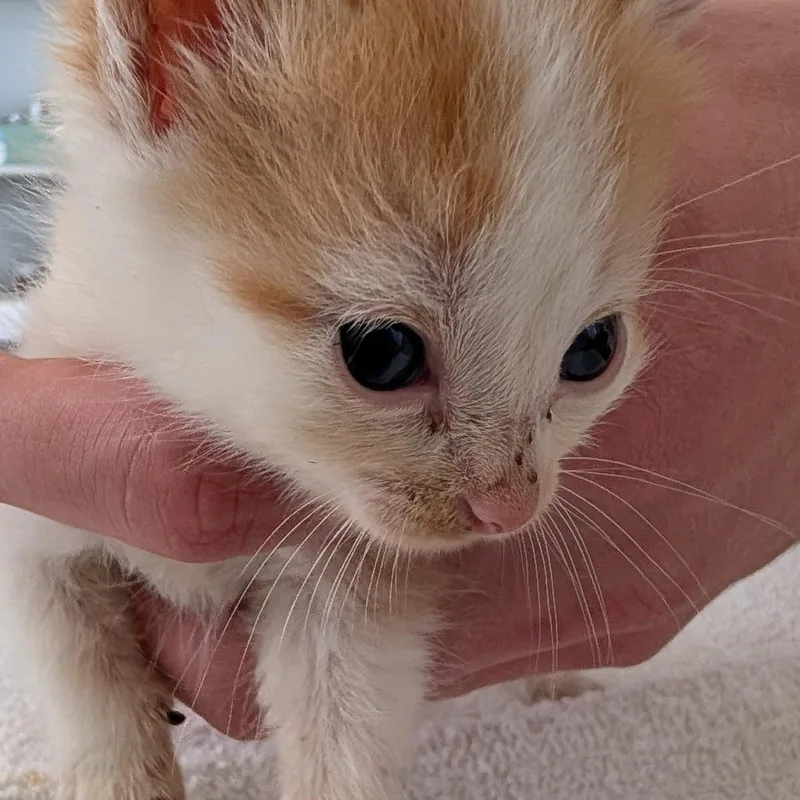 A baby small-sized male White Domestic Short Hair cat named Chopin for adoption in Chapel Hill, NC