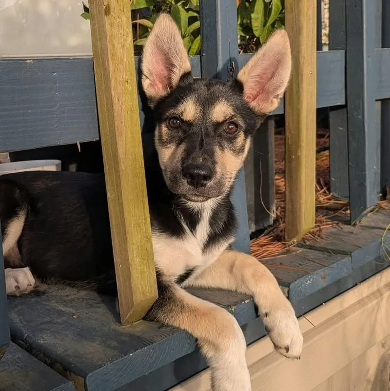 A young medium-sized female Husky dog named Morrigan for adoption in Houston, TX