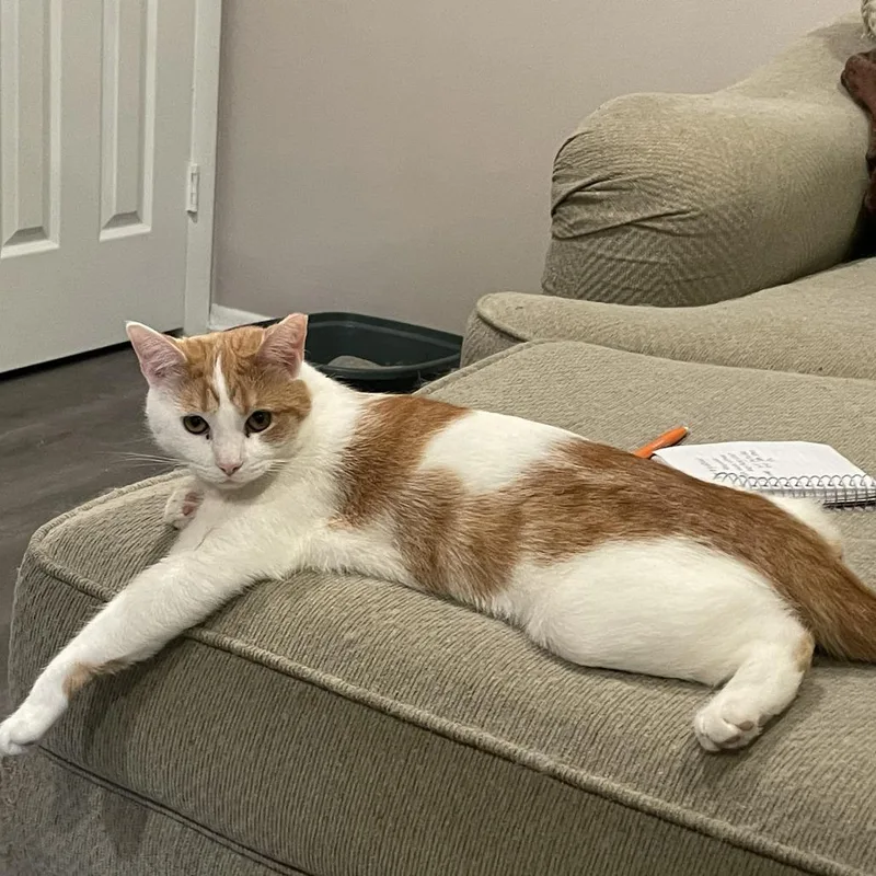 A young small-sized female White Domestic Short Hair cat named Lea for adoption in Bel Air, MD