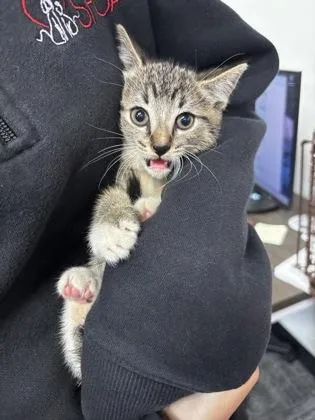 A baby small-sized male Domestic Short Hair cat named Guava for adoption in West Chester, PA