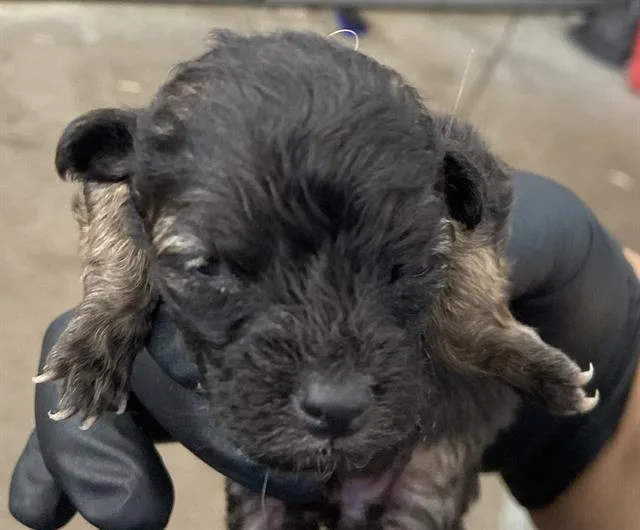 A baby medium-sized male Mixed Breed dog named Nelly for adoption in Dallas, TX