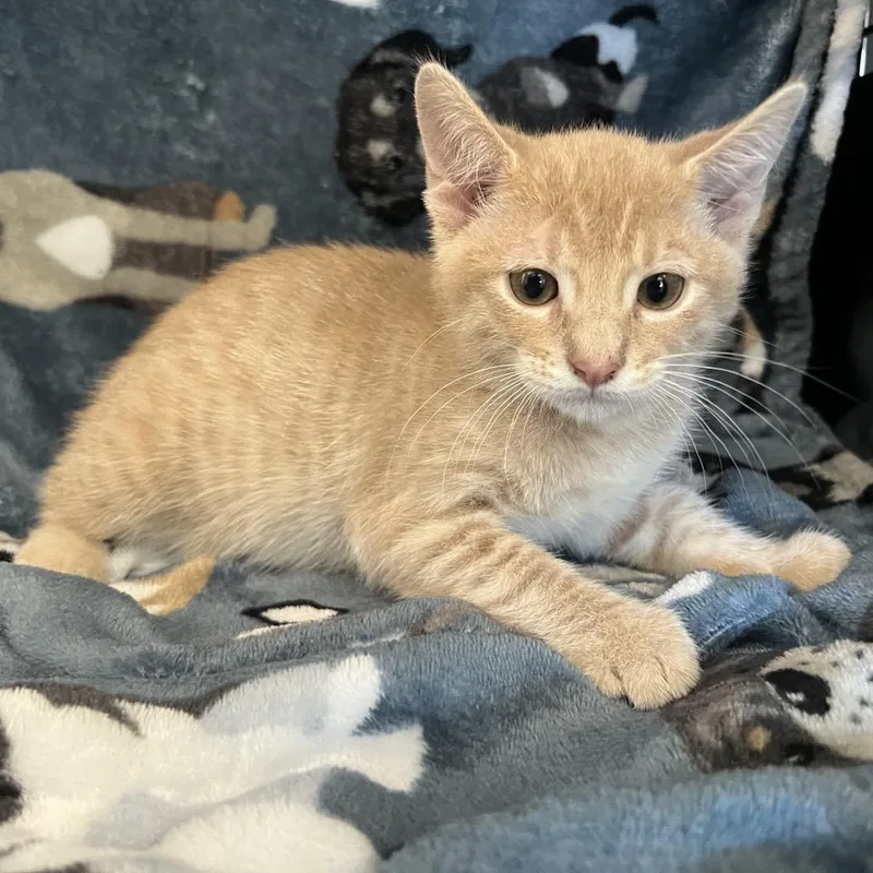 A baby small-sized male Orange / Red Domestic Short Hair cat named Pacha for adoption in Redwood City, CA
