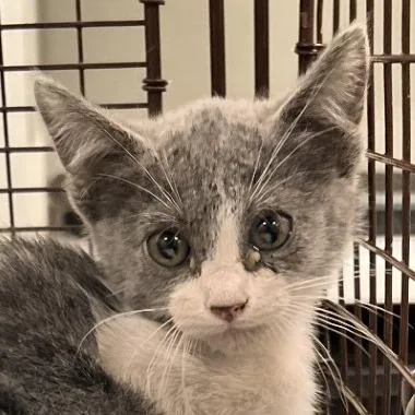 A baby small-sized female Gray / Blue / Silver Domestic Medium Hair cat named Maizy for adoption in Las Cruces, NM
