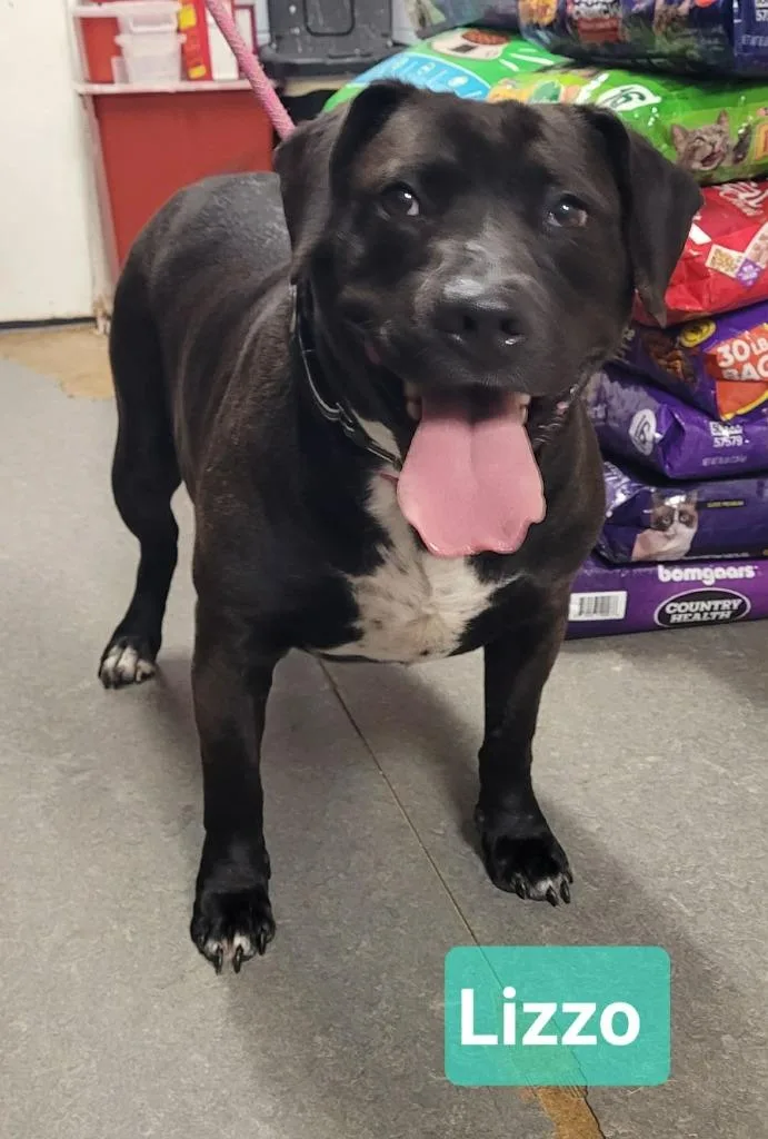 An adult large-sized female Labrador Retriever dog named Lizzo for adoption in Richmond, IN