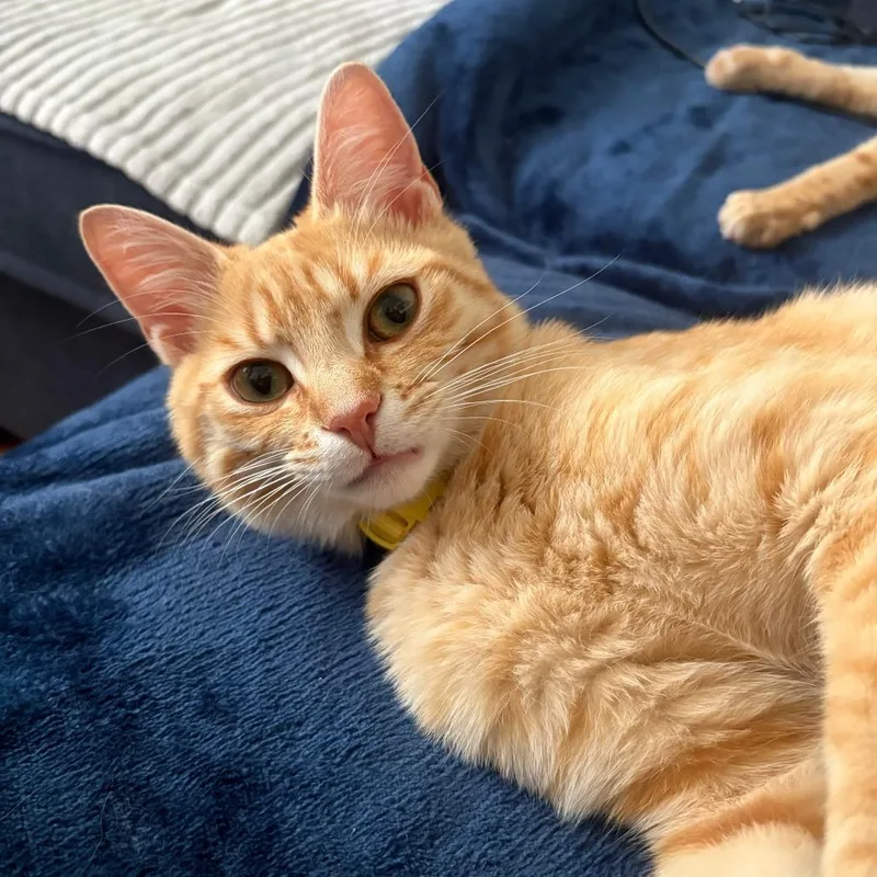 A young medium-sized male Orange / Red Domestic Short Hair cat named Nacho for adoption in Staten Island, NY