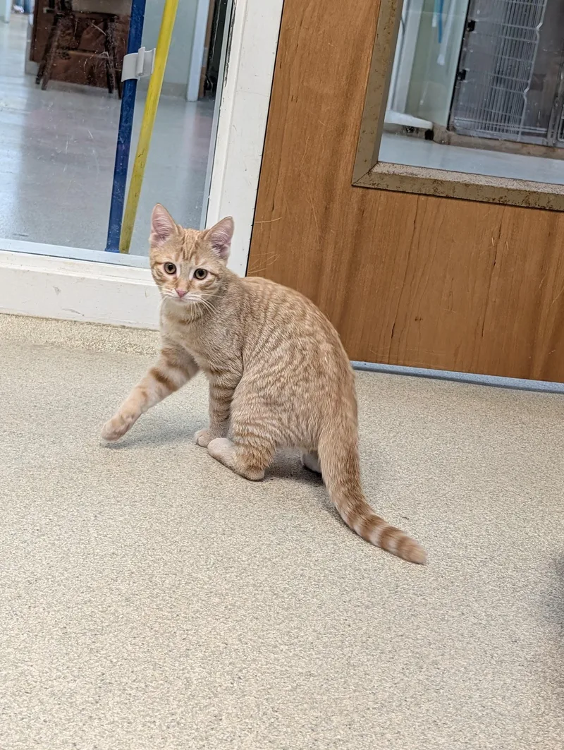 A baby medium-sized female Tabby (Orange / Red) Domestic Medium Hair cat named Maui & Calypso for adoption in Thomaston, CT