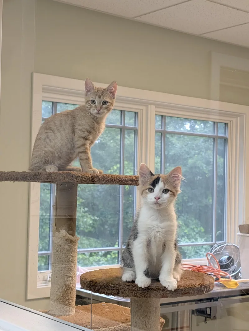 Maui & Calypso thumbnail 2