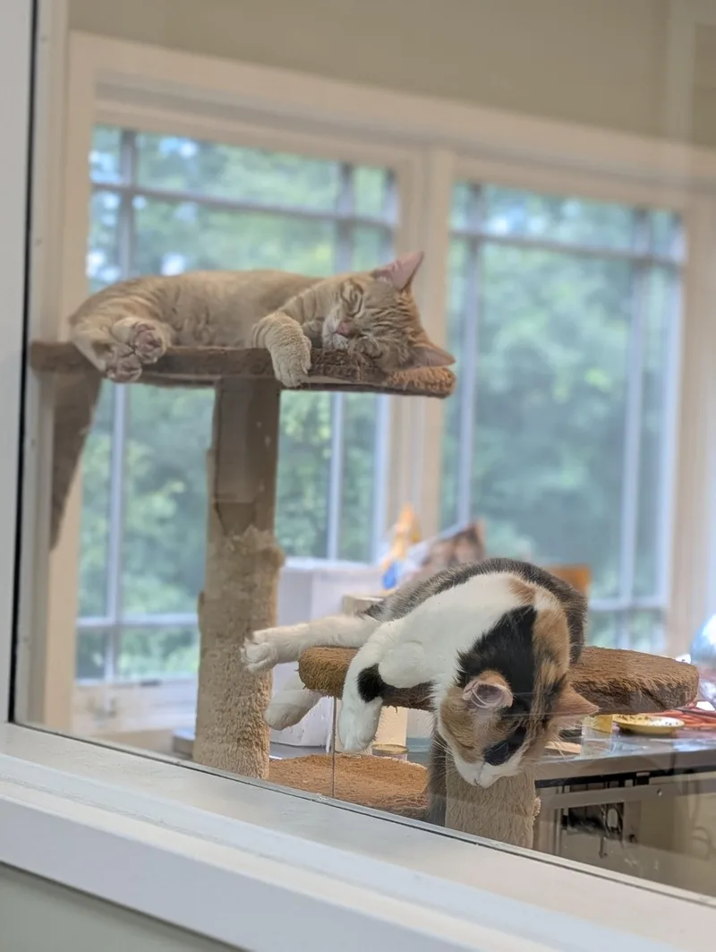 Maui & Calypso thumbnail 3