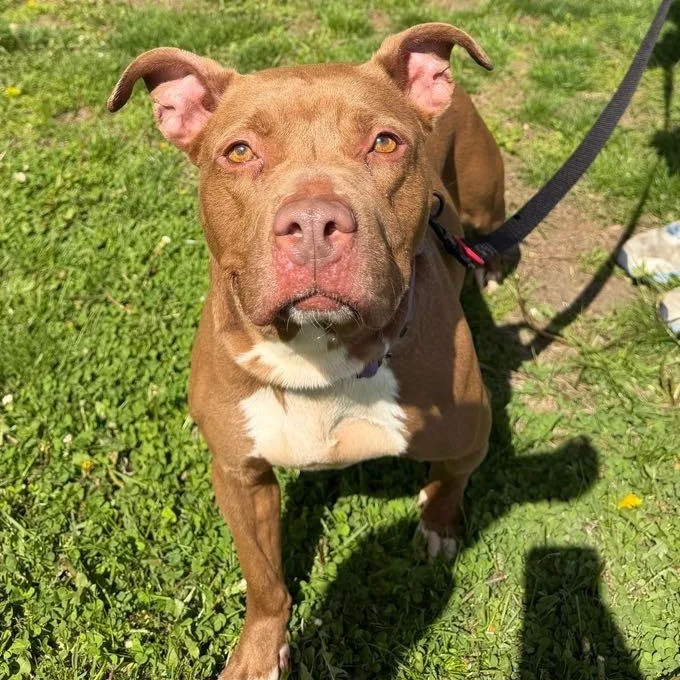 An adult medium-sized female Yellow / Tan / Blond / Fawn Pit Bull Terrier dog named Cinnamon for adoption in Waterloo, IA