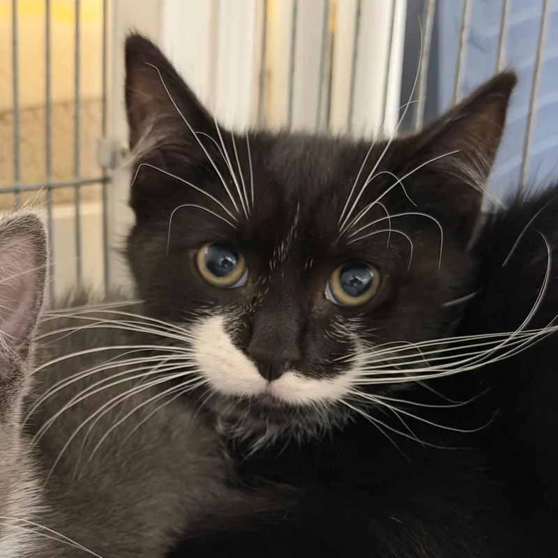 A baby small-sized male Black Domestic Medium Hair cat named Damiano for adoption in Hampton Bays, NY