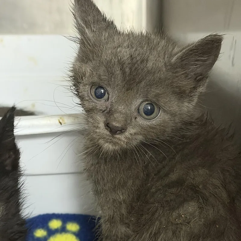 A baby small-sized female Gray / Blue / Silver Domestic Short Hair cat named Beluga for adoption in Marion, VA