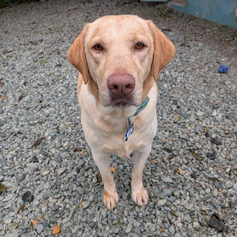 An adult large-sized male Yellow / Tan / Blond / Fawn Labrador Retriever dog named Jake for adoption in Wake Forest, NC