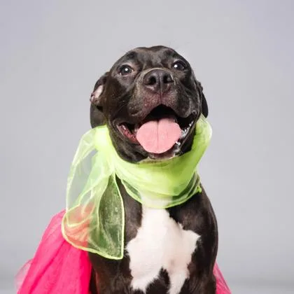 A young small-sized female Pit Bull Terrier dog named Dominoes Lava Cake for adoption in Atlanta, GA
