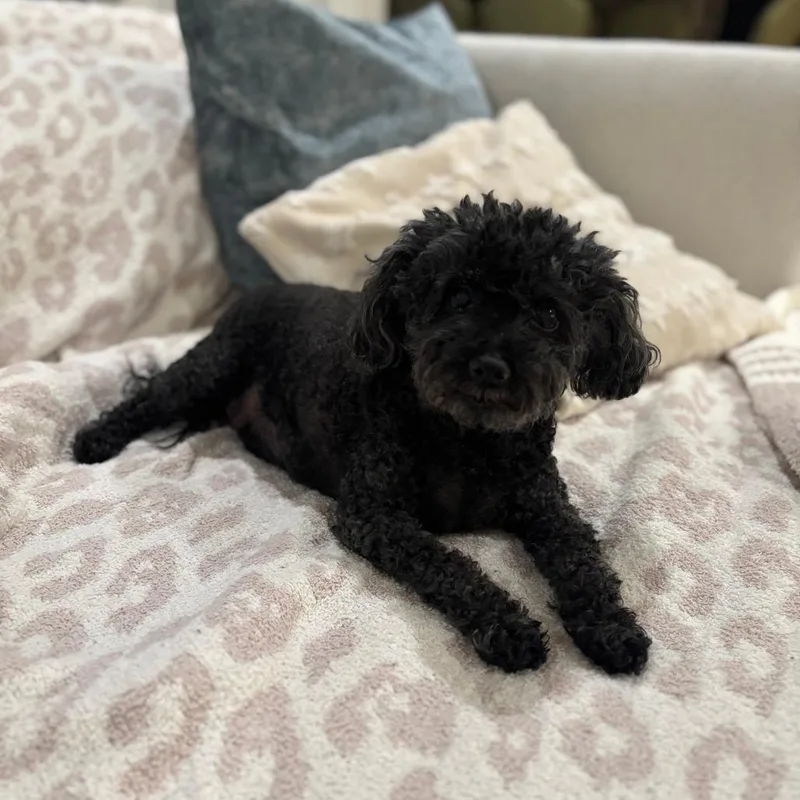 Francine thumbnail 2