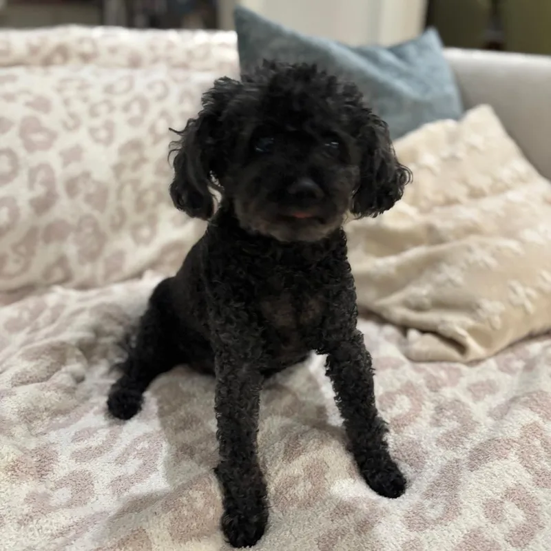 Francine thumbnail 4