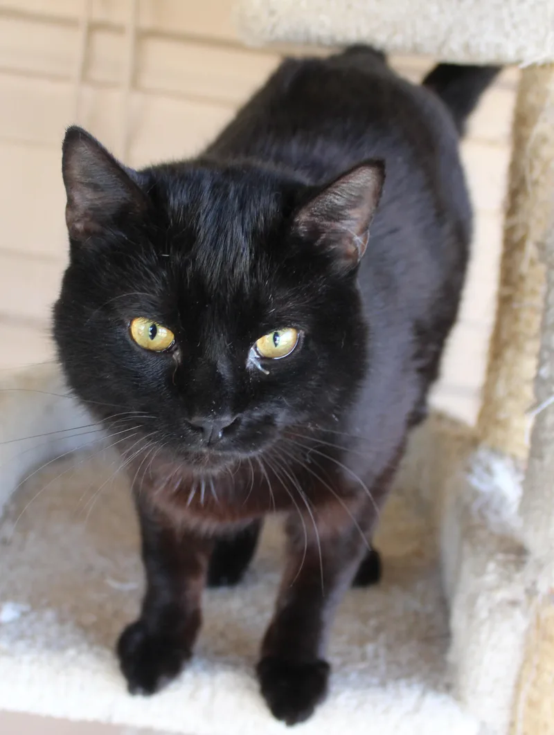 Squirrel thumbnail 2