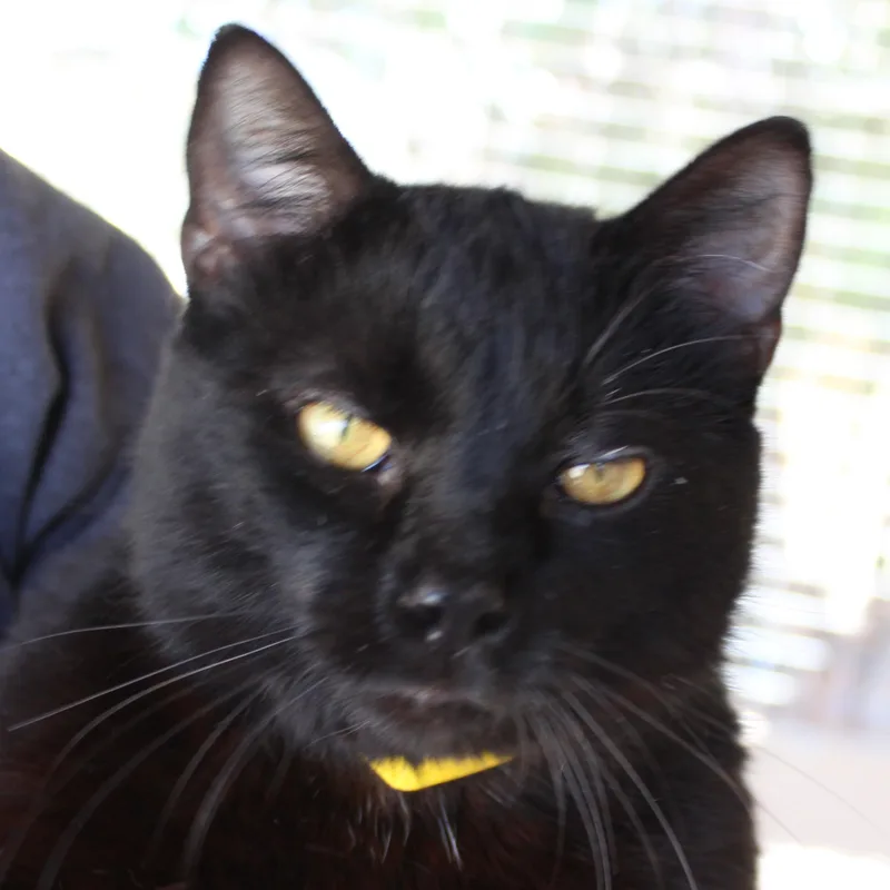 An adult medium-sized male Black Domestic Short Hair cat named Squirrel for adoption in Huron, SD