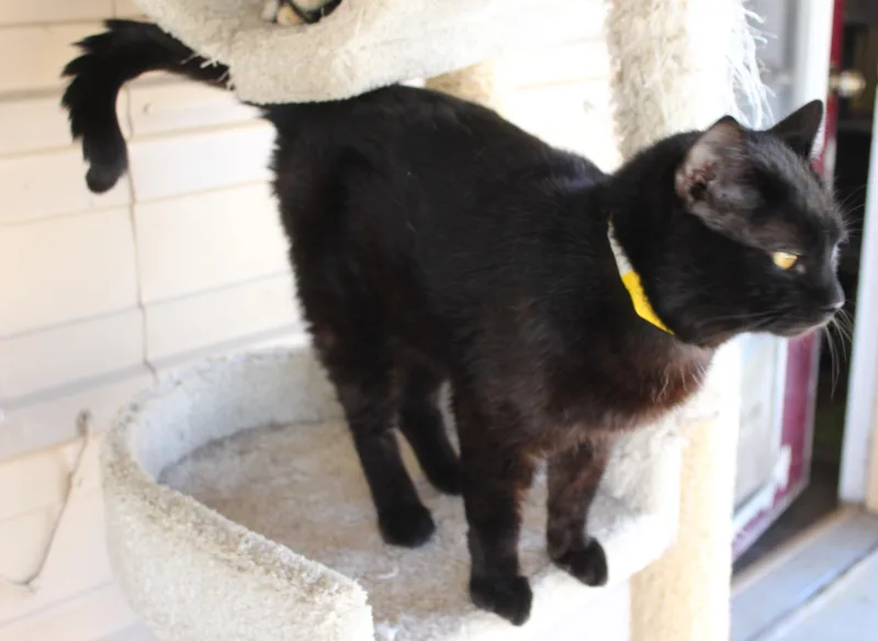 Squirrel thumbnail 3