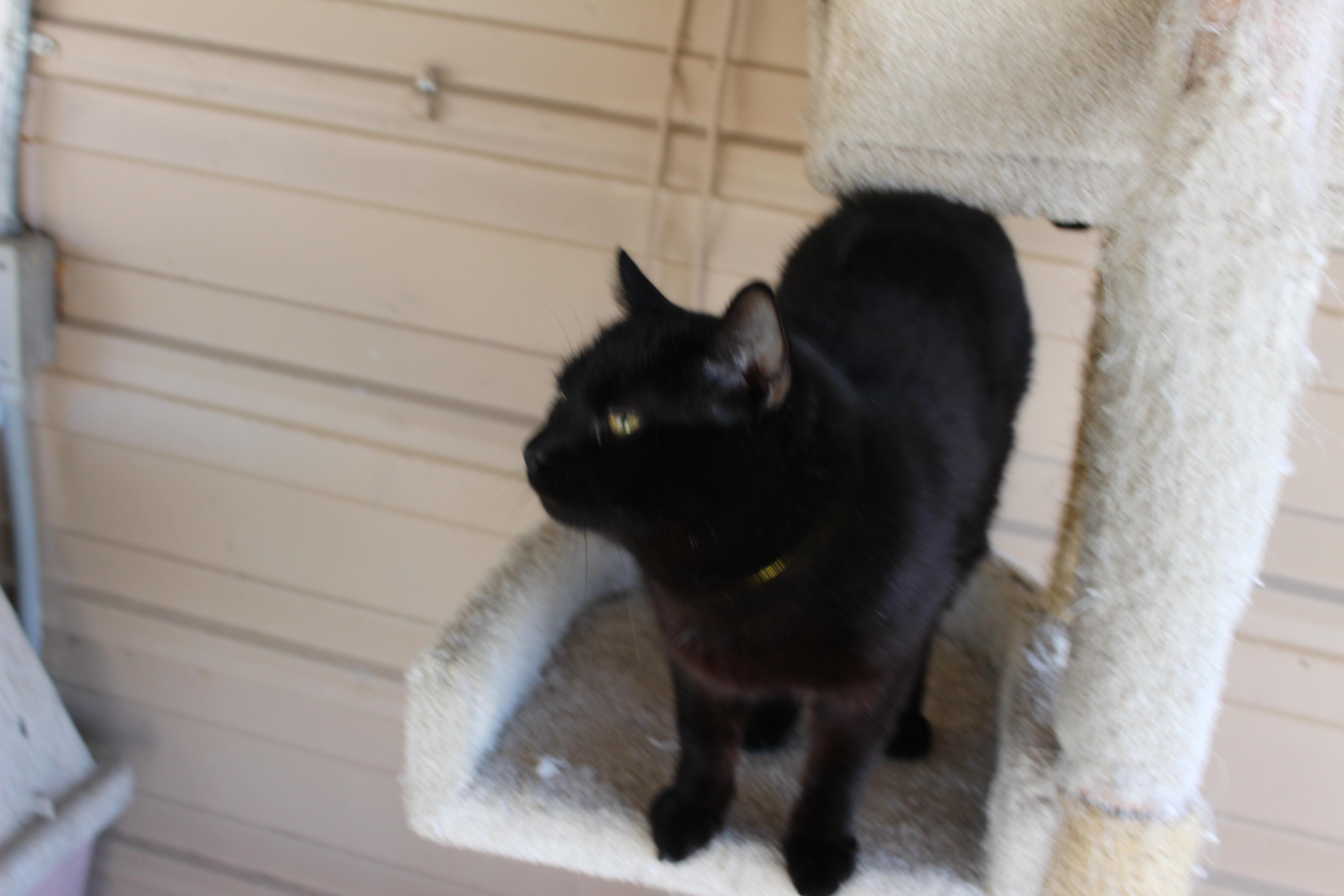 Squirrel thumbnail 4