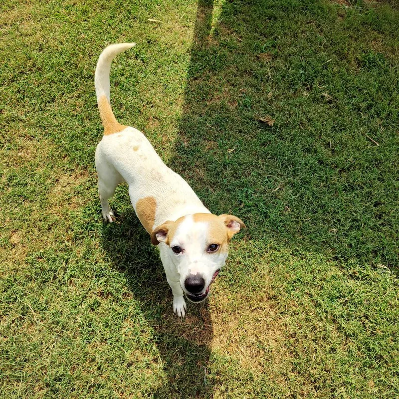 A young medium-sized male Apricot / Beige Mixed Breed dog named Buster for adoption in Chattanooga, TN