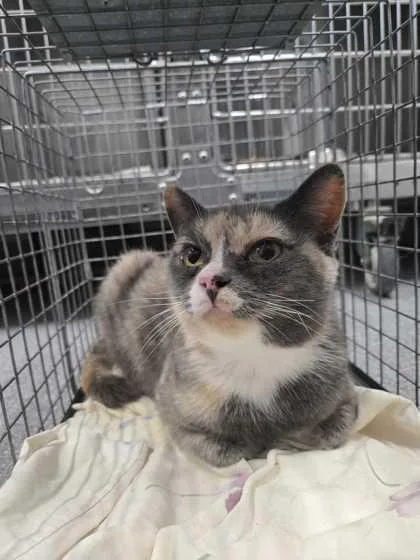 An adult medium-sized female Domestic Short Hair cat named Munchos for adoption in Sevierville, TN