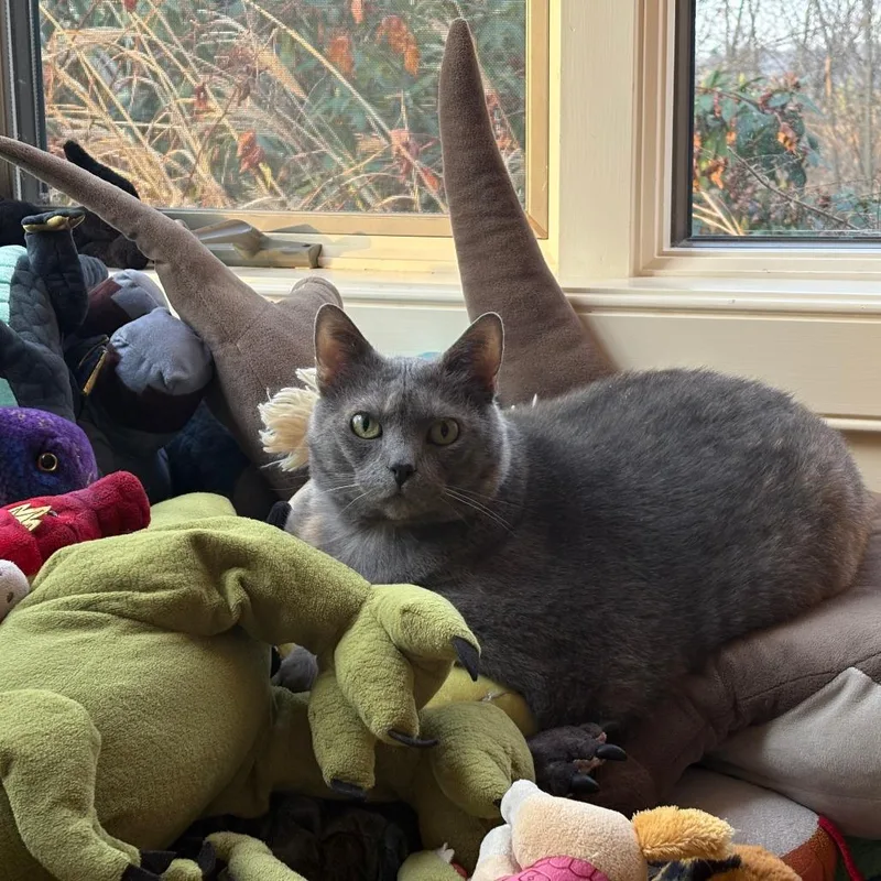 An adult extra large-sized female Gray / Blue / Silver Domestic Short Hair cat named Muffin for adoption in Manchester, CT