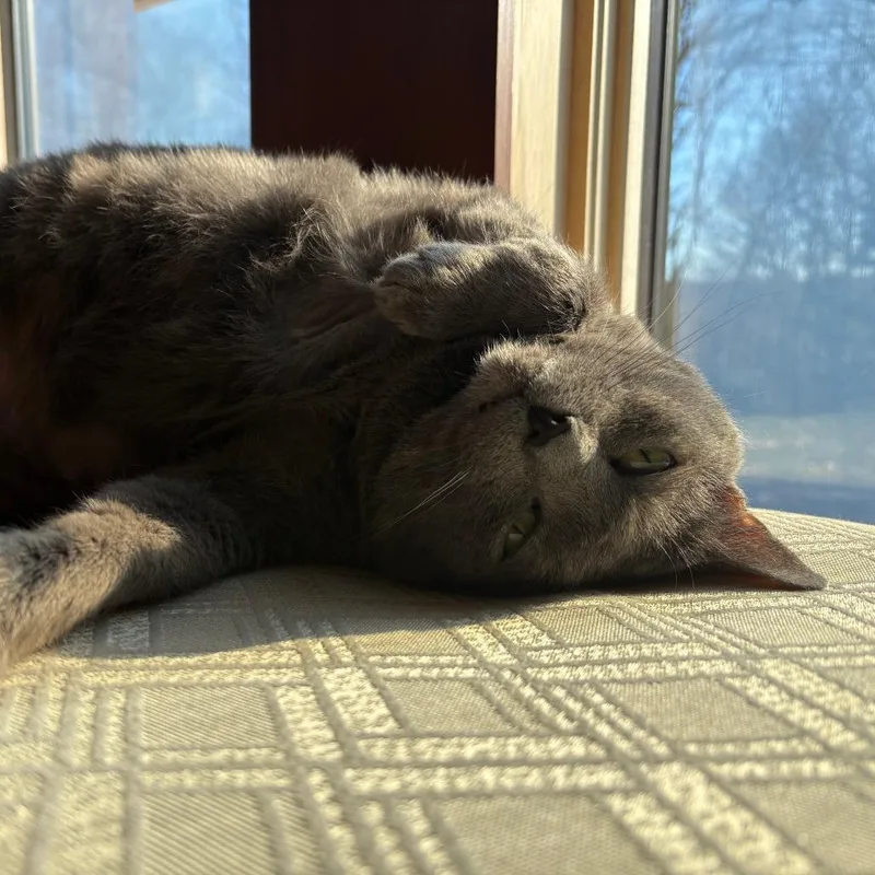 Muffin thumbnail 2
