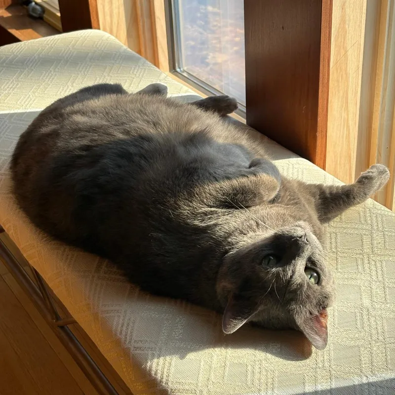 Muffin thumbnail 3
