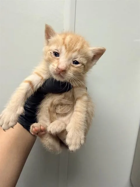 A baby small-sized male Domestic Short Hair cat named Mouse for adoption in Ontario, CA