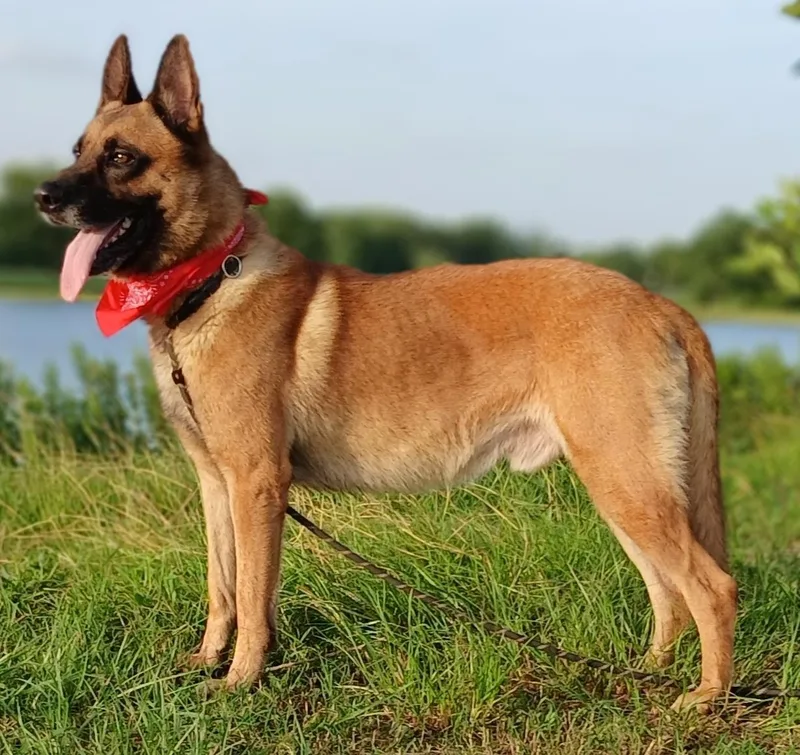 A young large-sized male Apricot / Beige Belgian Shepherd / Malinois dog named Augustus great companion for adoption in Houston, TX