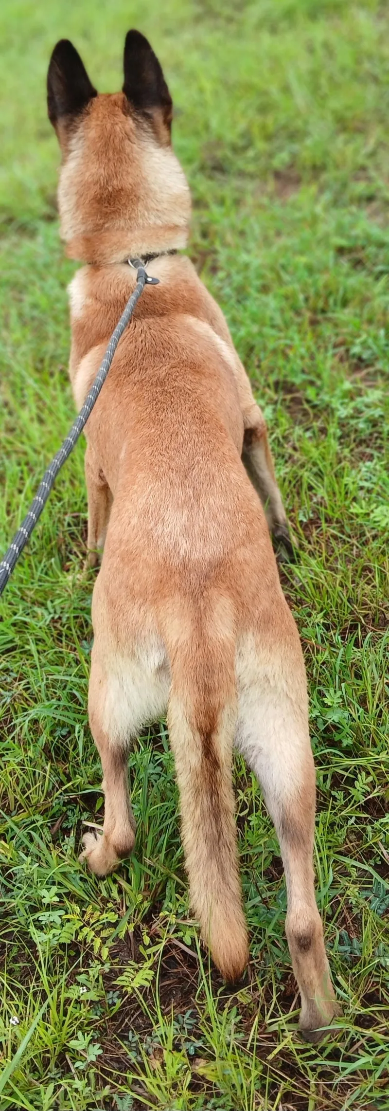 Augustus  great companion thumbnail 6